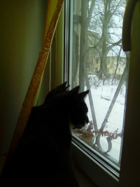 Кошки в нашей жизни. Кошки и все, что с ними связано.