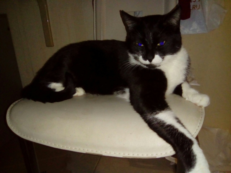 Кошки в нашей жизни. Кошки и все, что с ними связано.