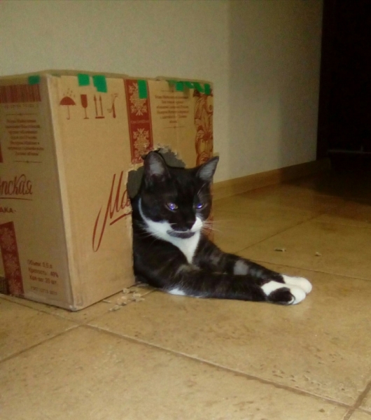 Кошки в нашей жизни. Кошки и все, что с ними связано.