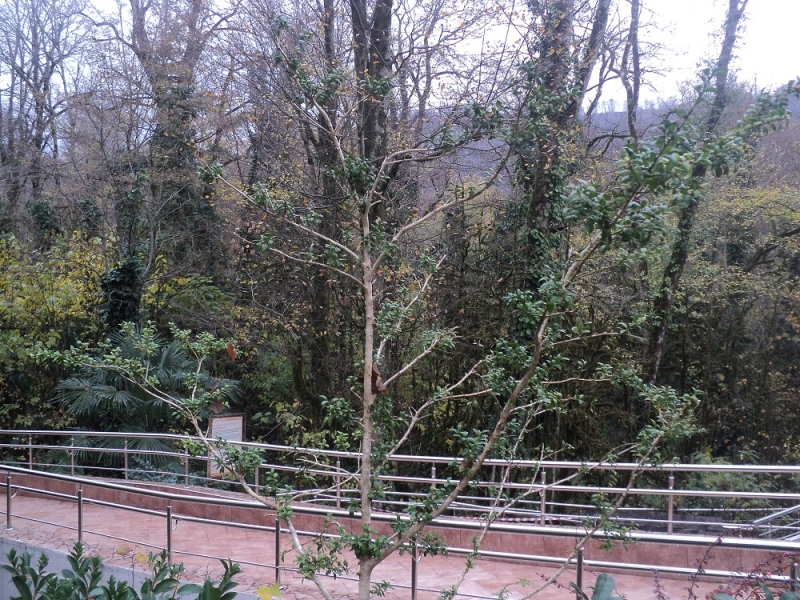 Сочинские экскурсии