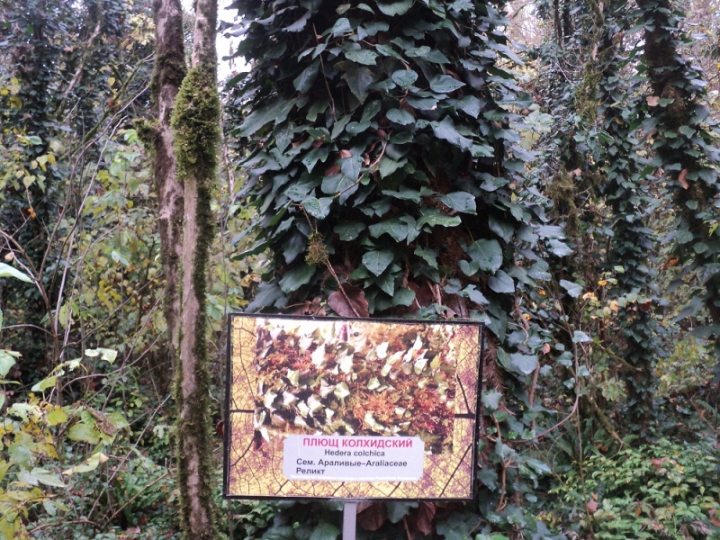 Сочинские экскурсии