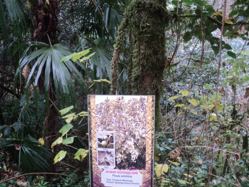 Сочинские экскурсии