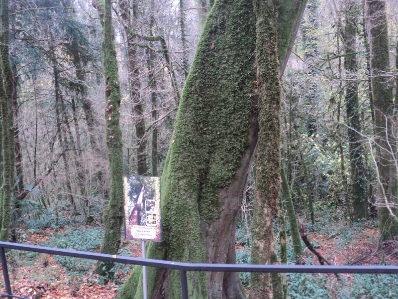 Сочинские экскурсии