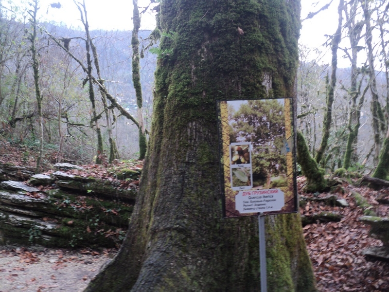 Сочинские экскурсии