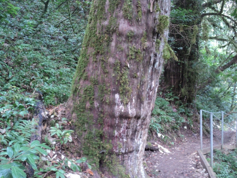 Сочинские экскурсии