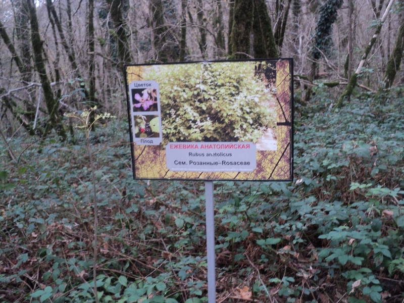 Сочинские экскурсии