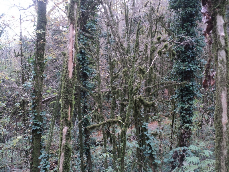 Сочинские экскурсии