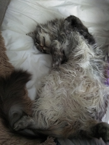 Кошки в нашей жизни. Кошки и все, что с ними связано.