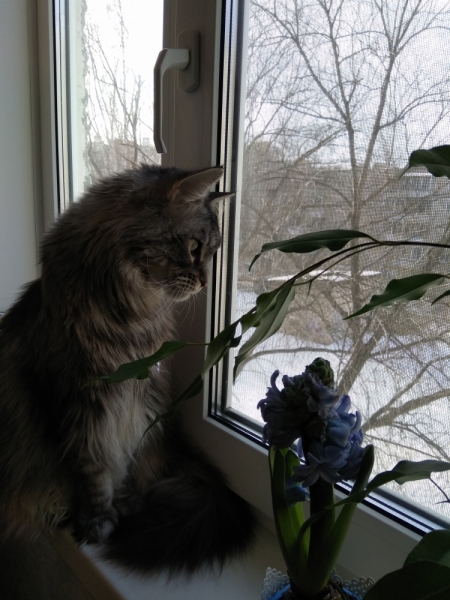 Кошки в нашей жизни. Кошки и все, что с ними связано.