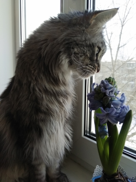 Кошки в нашей жизни. Кошки и все, что с ними связано.