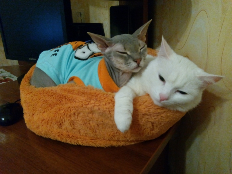 Кошки в нашей жизни. Кошки и все, что с ними связано.