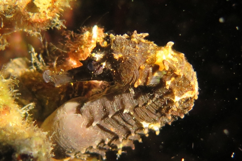 Ignota fere clarissimi aut quomodo in paradisum intellegere Philippinarum