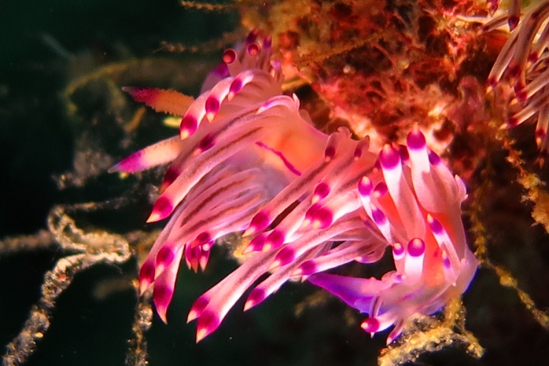 Ignota fere clarissimi aut quomodo in paradisum intellegere Philippinarum