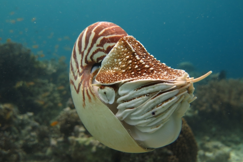 Ignota fere clarissimi aut quomodo in paradisum intellegere Philippinarum