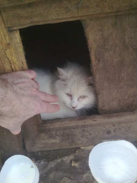 Кошки в нашей жизни. Кошки и все, что с ними связано.