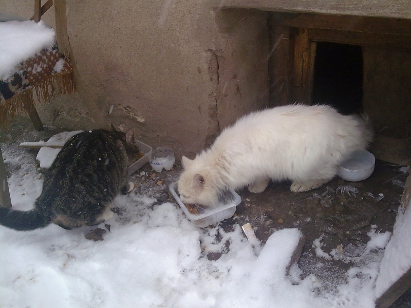 Кошки в нашей жизни. Кошки и все, что с ними связано.