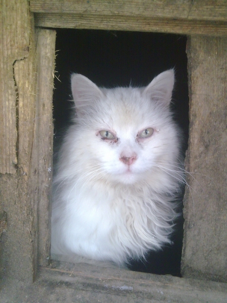 Кошки в нашей жизни. Кошки и все, что с ними связано.