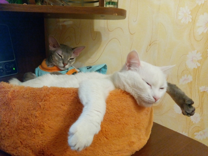 Кошки в нашей жизни. Кошки и все, что с ними связано.