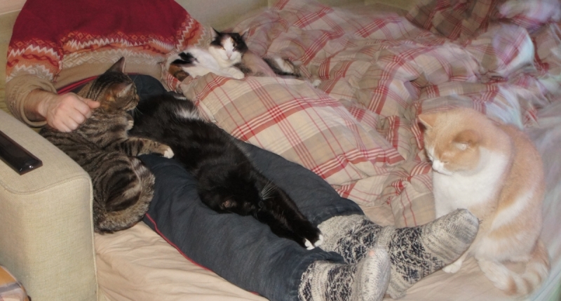 Кошки в нашей жизни. Кошки и все, что с ними связано.