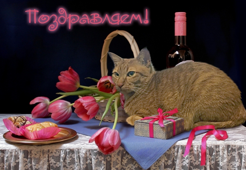 Кошки в нашей жизни. Кошки и все, что с ними связано.