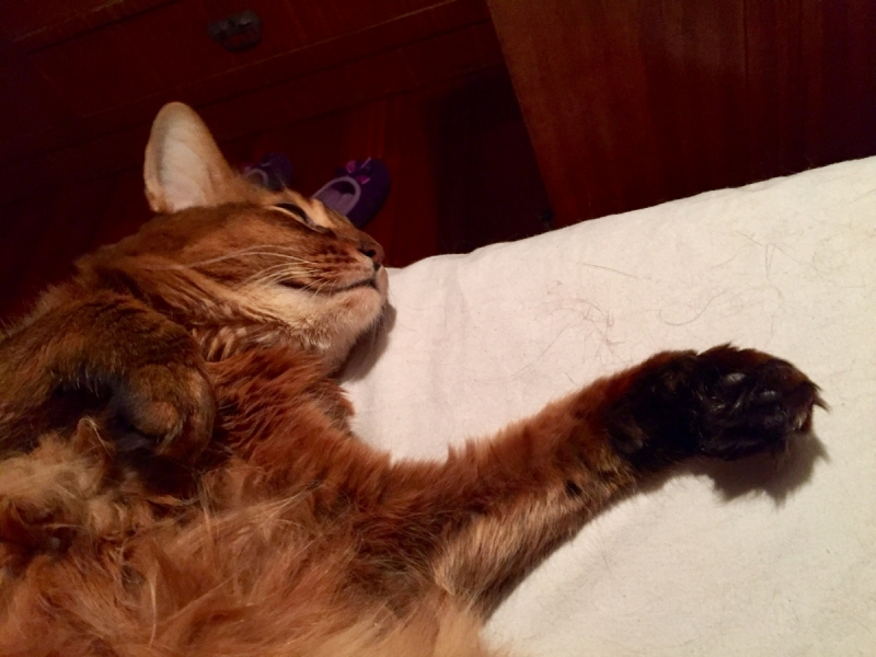 Кошки в нашей жизни. Кошки и все, что с ними связано.