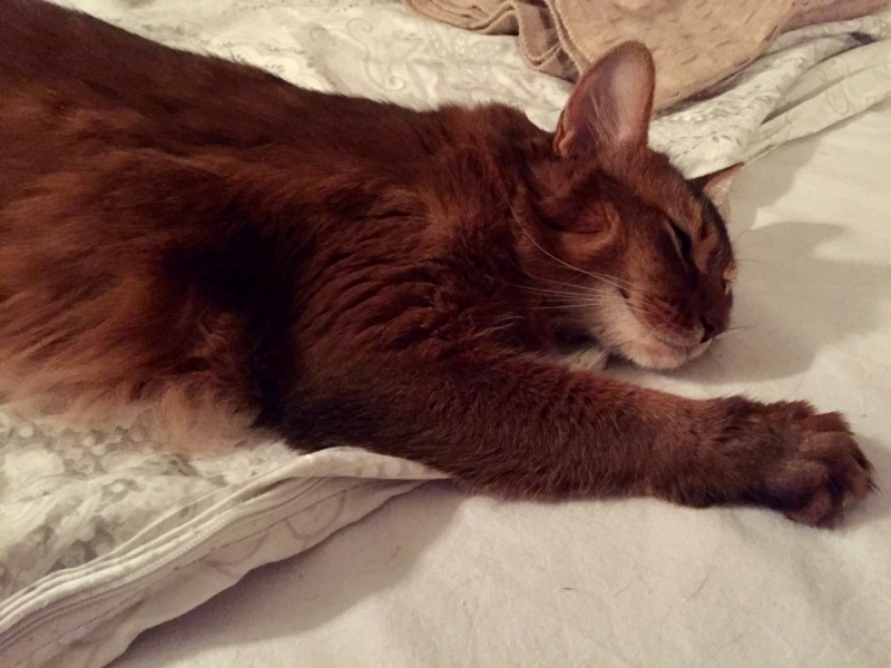 Кошки в нашей жизни. Кошки и все, что с ними связано.