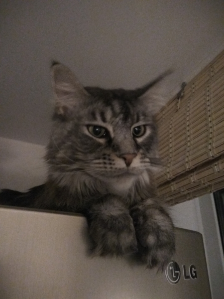 Кошки в нашей жизни. Кошки и все, что с ними связано.