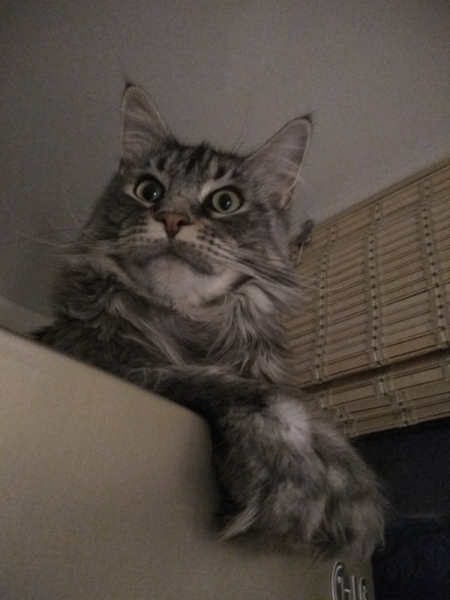 Кошки в нашей жизни. Кошки и все, что с ними связано.