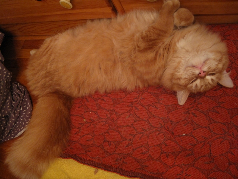 Кошки в нашей жизни. Кошки и все, что с ними связано.