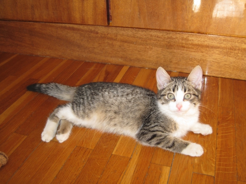 Кошки в нашей жизни. Кошки и все, что с ними связано.