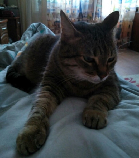 Кошки в нашей жизни. Кошки и все, что с ними связано.