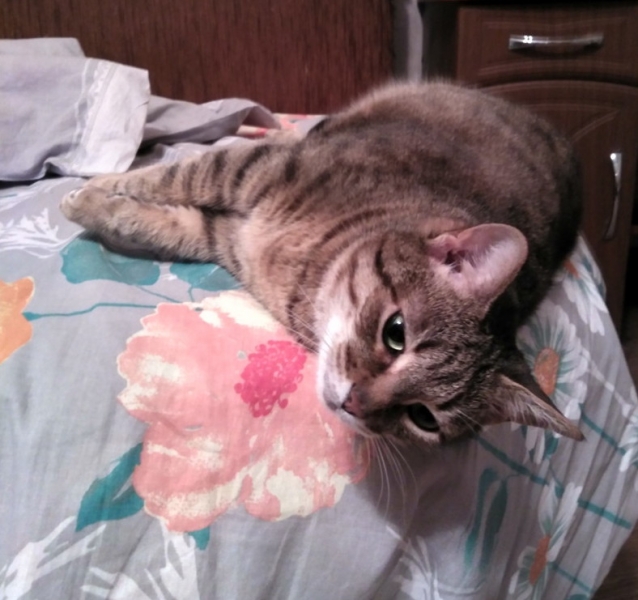 Кошки в нашей жизни. Кошки и все, что с ними связано.