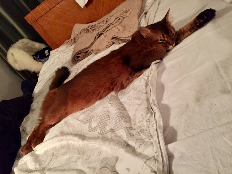 Кошки в нашей жизни. Кошки и все, что с ними связано.