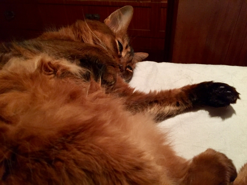 Кошки в нашей жизни. Кошки и все, что с ними связано.