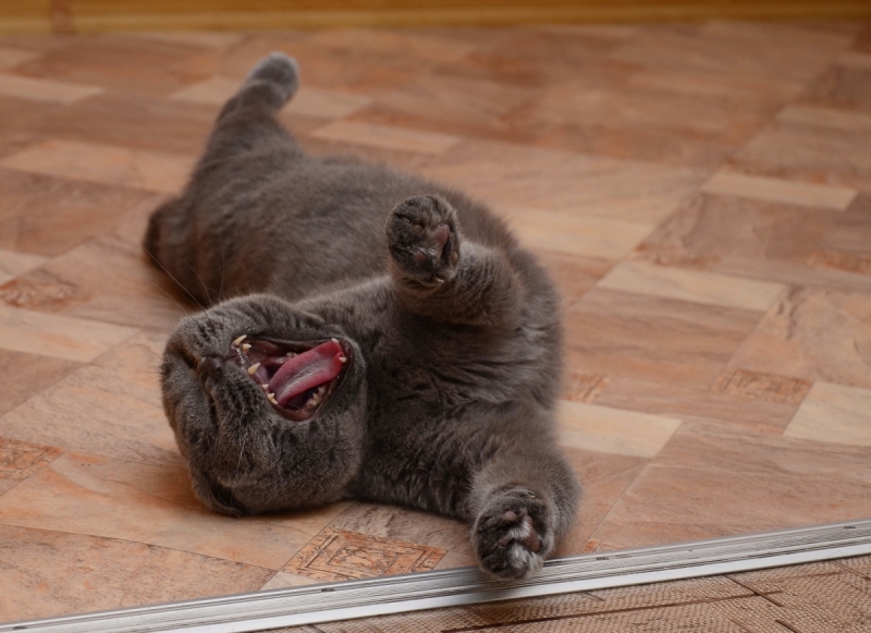 Кошки в нашей жизни. Кошки и все, что с ними связано.