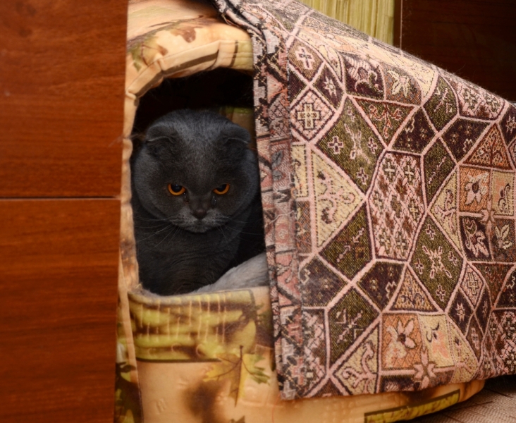 Кошки в нашей жизни. Кошки и все, что с ними связано.