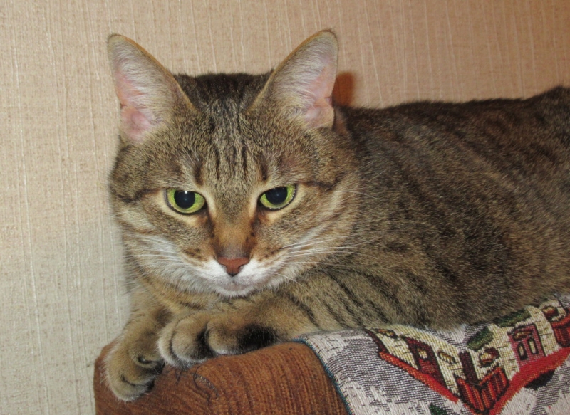 Кошки в нашей жизни. Кошки и все, что с ними связано.