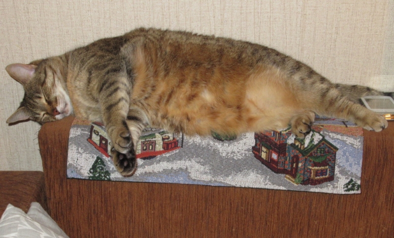 Кошки в нашей жизни. Кошки и все, что с ними связано.