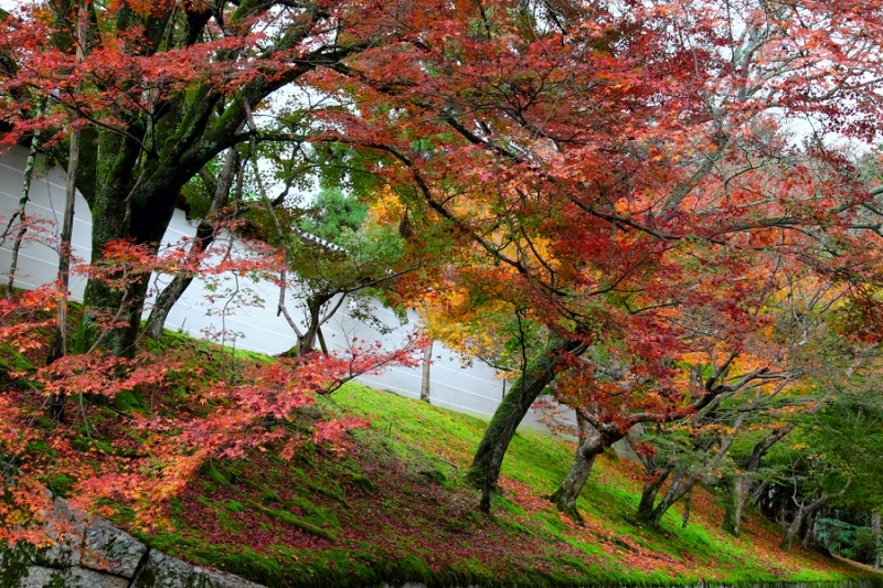 Лучшие достопримечательности Японии в сезон момидзи: Tokyo-Nagoya(Obara,Korankei)-Kyoto-Nara-Osaka