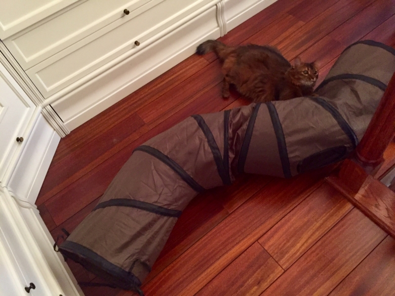 Кошки в нашей жизни. Кошки и все, что с ними связано.