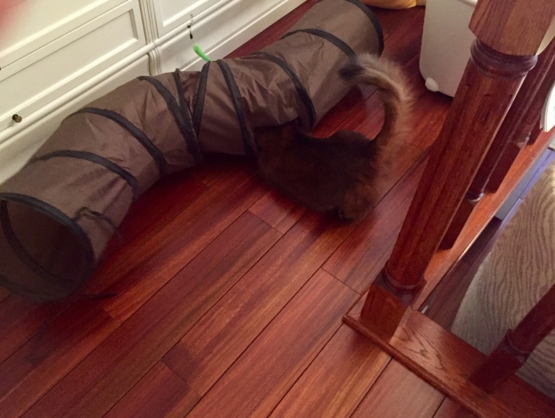 Кошки в нашей жизни. Кошки и все, что с ними связано.