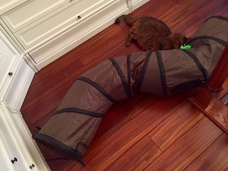 Кошки в нашей жизни. Кошки и все, что с ними связано.