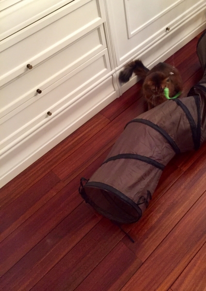 Кошки в нашей жизни. Кошки и все, что с ними связано.