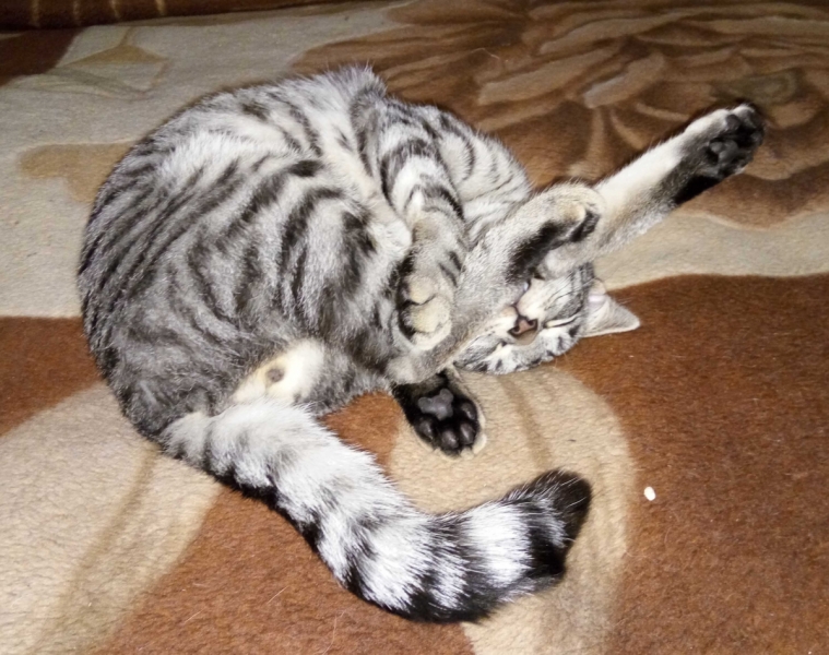 Кошки в нашей жизни. Кошки и все, что с ними связано.