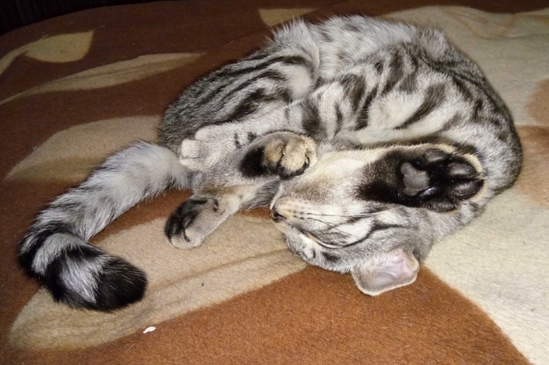 Кошки в нашей жизни. Кошки и все, что с ними связано.