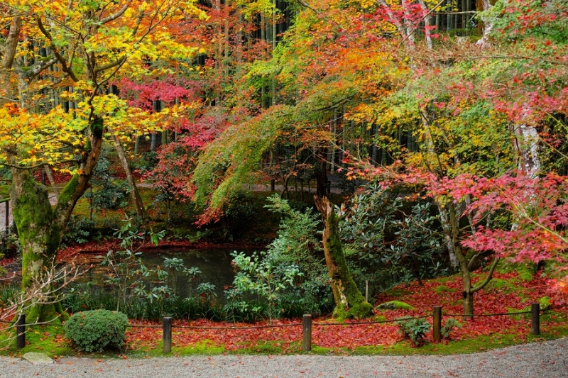 Лучшие достопримечательности Японии в сезон момидзи: Tokyo-Nagoya(Obara,Korankei)-Kyoto-Nara-Osaka