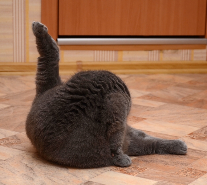 Кошки в нашей жизни. Кошки и все, что с ними связано.