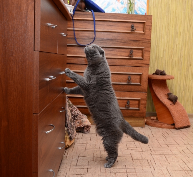 Кошки в нашей жизни. Кошки и все, что с ними связано.