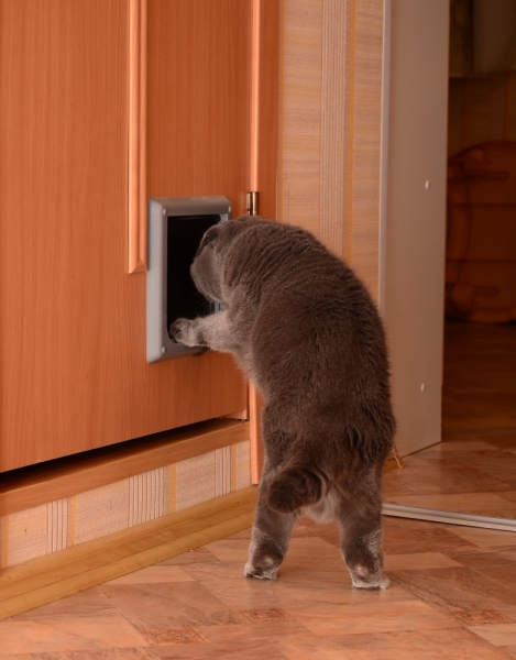 Кошки в нашей жизни. Кошки и все, что с ними связано.