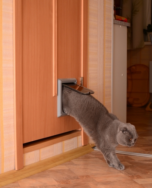 Кошки в нашей жизни. Кошки и все, что с ними связано.